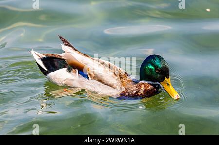 Eine Stockente schwimmt im Wasser des Bodensees. (Kreuzlingen, Schweiz, 27.05.2023) Foto Stock