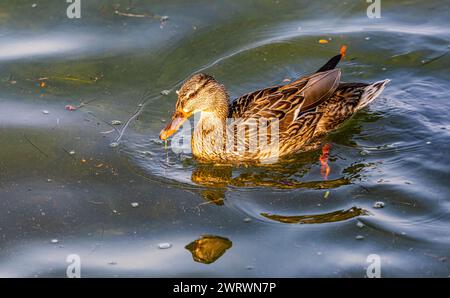 Eine Stockente schwimmt im Wasser des Bodensees. (Kreuzlingen, Schweiz, 27.05.2023) Foto Stock