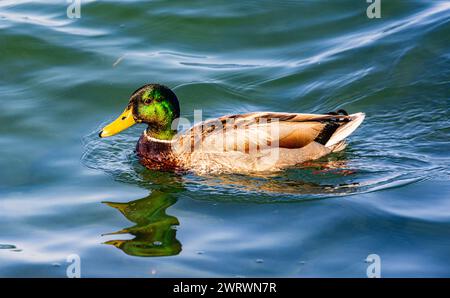 Eine Stockente schwimmt im Wasser des Bodensees. (Kreuzlingen, Schweiz, 27.05.2023) Foto Stock