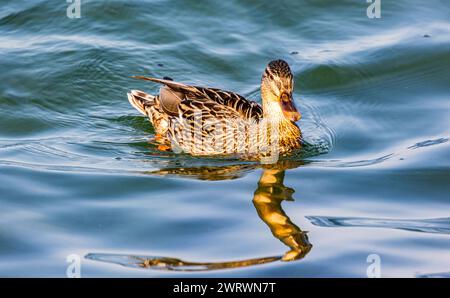 Eine Stockente schwimmt im Wasser des Bodensees. (Kreuzlingen, Schweiz, 27.05.2023) Foto Stock