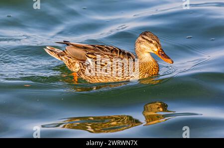 Eine Stockente schwimmt im Wasser des Bodensees. (Kreuzlingen, Schweiz, 27.05.2023) Foto Stock