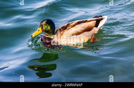 Eine Stockente schwimmt im Wasser des Bodensees. (Kreuzlingen, Schweiz, 27.05.2023) Foto Stock