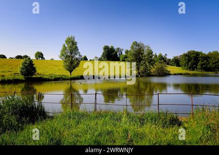 Oche del Canada su uno stagno a Bowood Park, Wiltshire. Foto Stock