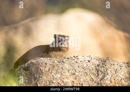 Dassie o hyrax di roccia (Procavia capensis) seduto sulla cima di una grande roccia granitica o masso nel Capo Occidentale, Sudafrica Foto Stock