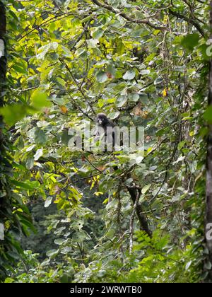 Dusky langur o Leaf Monkey, (Trachypithecus obscurus) seduto in cima ad un albero, riserva naturale di Khao Sok, Thailandia Foto Stock