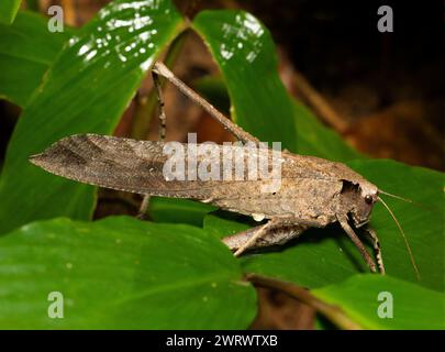 Brown Katydid (Mecopoda elongata) Nr Kathu Waterfall, Phuket, Thailandia Foto Stock