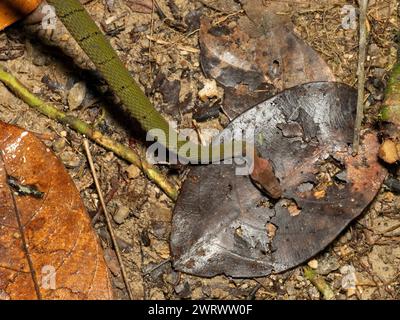 Black Banded Keelback (Rhabdophis nigrocinctus in mano, foresta pluviale di notte, Nr Kathu Waterfall, Phuket, Thailandia Foto Stock