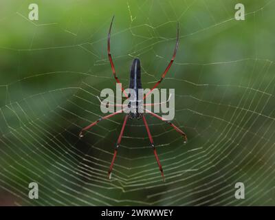 Palm Spider sul web (Nephilia inaurata) vicino alla cascata di Ton Sai, al Parco nazionale di Khao Phra Thaeo, Phuket Thailandia Foto Stock