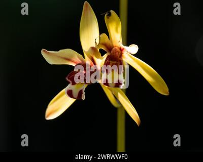 Orchidee (Cymbidium sp) vicino alla cascata di Ton Sai, al parco nazionale di Khao Phra Thaeo, Phuket Thailandia Foto Stock