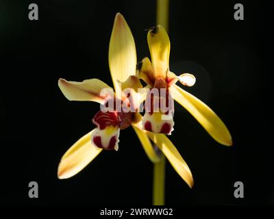 Orchidee (Cymbidium sp) vicino alla cascata di Ton Sai, al parco nazionale di Khao Phra Thaeo, Phuket Thailandia Foto Stock