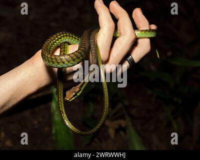 Foresta pluviale di Bronzeback dipinto (Dendrelaphis pictus) di notte, cascata Nr Kathu, Phuket, Thailandia Foto Stock