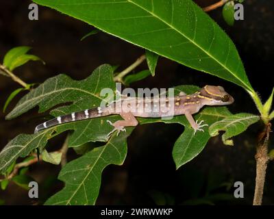 Foresta pluviale di Oldham Bent Toed Gecko (Cyrtodactylus oldhami) di notte, cascata Nr Kathu, Phuket, Thailandia Foto Stock