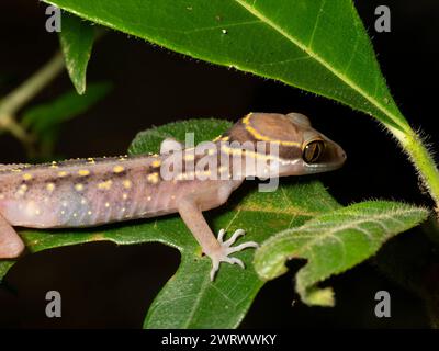 Foresta pluviale di Oldham Bent Toed Gecko (Cyrtodactylus oldhami) di notte, cascata Nr Kathu, Phuket, Thailandia Foto Stock