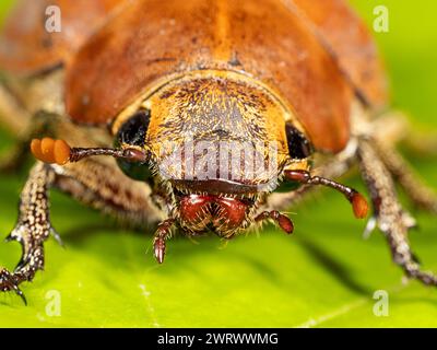 June Beetle (Lepidiota sp) Khao Lak, Thailandia Foto Stock