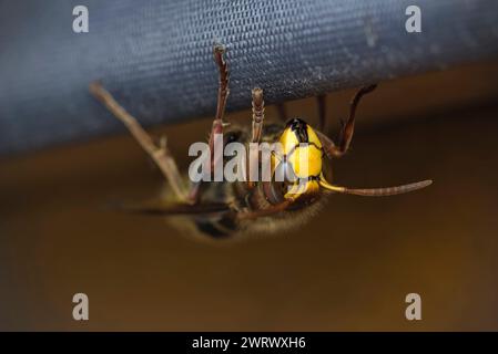 Primo piano di un calabrone europeo (Vespa crabro) su una finestra all'interno di una stanza, imenotteri, vespe, macrofotografia, natura, biodiversità Foto Stock