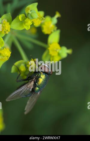 Meatfly metallica singola, verde (Lucilia sp.) su un fiore giallo, insetto macro, natura, biodiversità, impollinazione Foto Stock