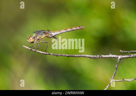 Profilo di un darter comune (Sympetrum striolatum), Occitanie - Francia Foto Stock