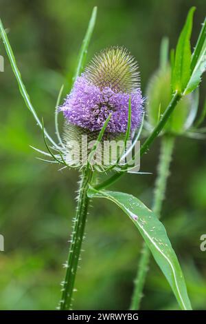 Testa di fiore di Teasel (Dipsacus fullonum), Inghilterra, Regno Unito Foto Stock