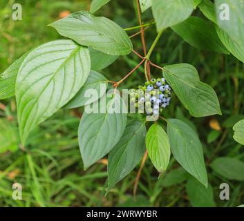 Le bacche verdi blu di un albero o di un cespuglio di Silky Dogwood (Cornus amomum), Inghilterra, Regno Unito Foto Stock