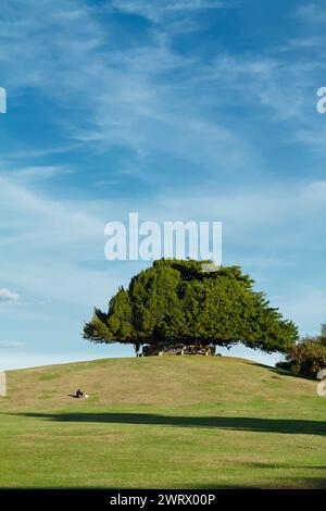 Donna, donna, seduta sulla piccola collina, Hillock che porta alla Boltons Bench con Un albero di Yew in cima, Lyndhurst, Regno Unito Foto Stock