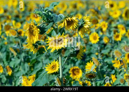 Girasoli gialli vibranti in un vasto campo Foto Stock