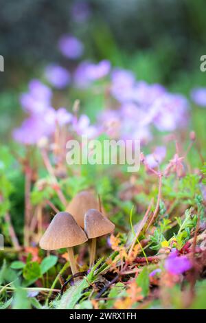 Due funghi circondati da lussureggiante erba verde e vibranti fiori viola Foto Stock