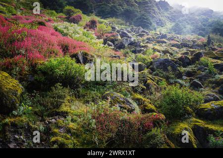 Ammira le pendici dell'Himalaya ricoperte da una varietà di fiori selvatici in fiore, massi e alberi in una mattinata luminosa vicino a Tawang, India. Foto Stock