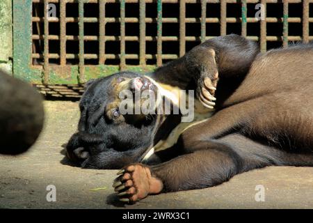 Orso solare (Helarctos Malayanus) che dorme pigramente allo zoo Gembira Loka Foto Stock