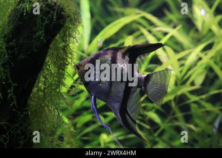 Pesci angelo (Pterophyllum scalare) in acquario. Specie di pesci d'acqua dolce si trovano comunemente in cattività. Foto Stock