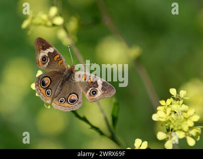 Farfalla di bufala comune (Junonia coenia) che si nutre di fiori selvatici gialli, ali spalancate, in una giornata di primavera soleggiata. Foto Stock