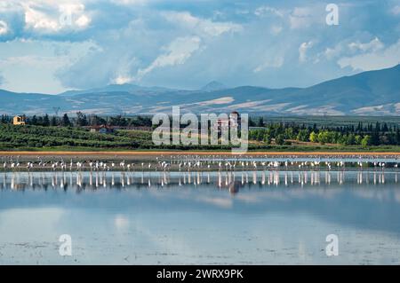 Vista di una zona umida piena di fenicotteri ad Agios Mamas in Calcidica, Grecia in estate Foto Stock