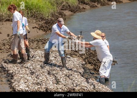 I volontari utilizzano una brigata a secchio per spostare sacchi di gusci di ostriche riciclate per posizionarsi lungo la palude salata di Awendaw, South Carolina. Le conchiglie di ostriche riciclate vengono utilizzate per costruire nuove barriere coralline dove le ostriche possono crescere e fungere da frangiflutti naturali che proteggono le coste dall'impatto delle tempeste e dell'innalzamento del livello del mare. Foto Stock