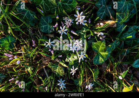 Alpine Squill, Scilla bifolia "Rosea", fioritura a Pruhonice, Repubblica Ceca il 9 marzo 2024. (CTK Photo/Libor Sojka) Foto Stock