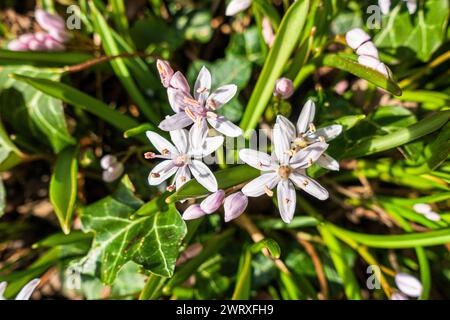 Alpine Squill, Scilla bifolia "Rosea", fioritura a Pruhonice, Repubblica Ceca il 10 marzo 2024. (CTK Photo/Libor Sojka) Foto Stock