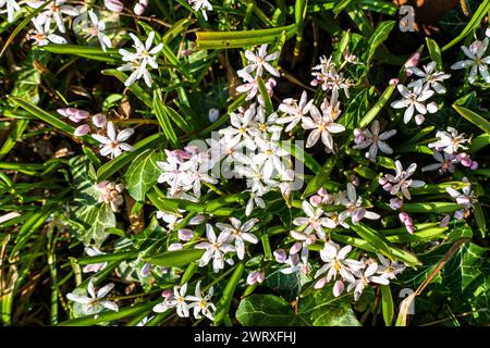 Alpine Squill, Scilla bifolia "Rosea", fioritura a Pruhonice, Repubblica Ceca il 13 marzo 2024. (CTK Photo/Libor Sojka) Foto Stock