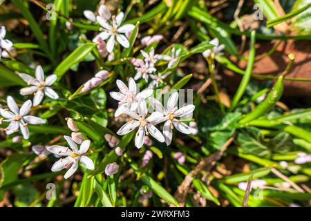 Alpine Squill, Scilla bifolia "Rosea", fioritura a Pruhonice, Repubblica Ceca il 10 marzo 2024. (CTK Photo/Libor Sojka) Foto Stock