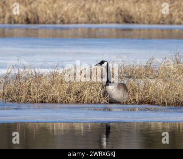 Canada Goose in erba secca su una palude ghiacciata a marzo nel Parco Algonquin Foto Stock