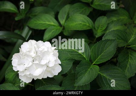 Un ortensia bianca che fiorisce tranquillamente in un angolo del giardino Foto Stock