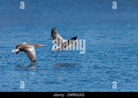 Graylag oche in volo Foto Stock