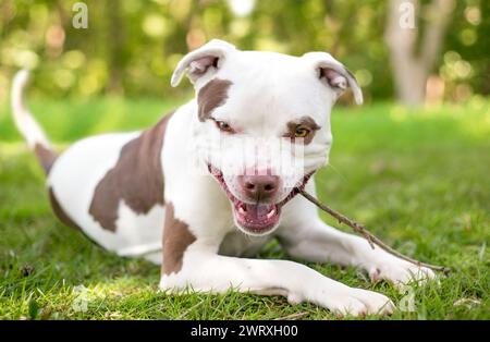 Un cane di razza mista Pit Bull Terrier giacente nell'erba e masticando su un bastone Foto Stock