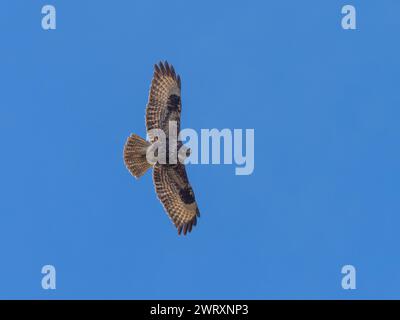 Un ronzio comune, Buteo buteo, che svetta in un cielo azzurro. Foto Stock