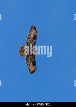 Un ronzio comune, Buteo buteo, che svetta in un cielo azzurro. Foto Stock