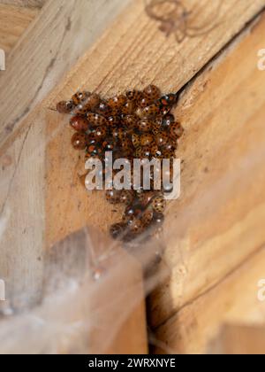 Un grande gruppo di Harmonia axyridis in ibernazione, harlequin, asiatica, multicolore, scarabeo o ladybird. Foto Stock