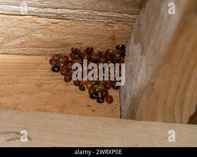 Un grande gruppo di Harmonia axyridis in ibernazione, harlequin, asiatica, multicolore, scarabeo o ladybird. Foto Stock