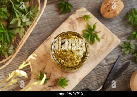 Pesto verde fatto in casa, fatto di giovani goutweed o foglie di sambuco macinate, una pianta commestibile selvatica raccolta all'inizio della primavera Foto Stock