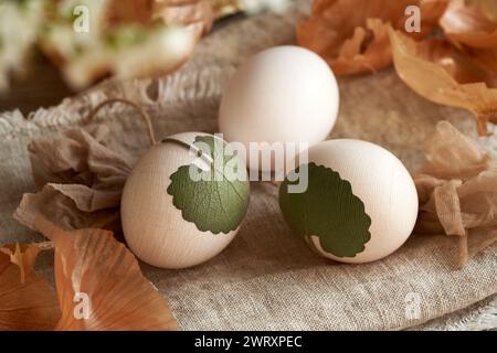 Uova di Pasqua crude con erbe aromatiche attaccate - preparazione per tintura con bucce di cipolla Foto Stock