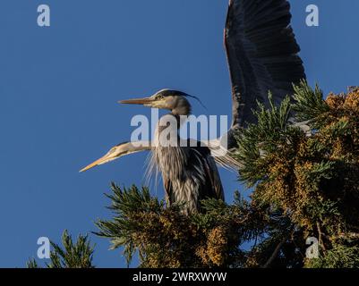 Grandi aironi azzurri (Ardea herodias) che gironzolano in un albero nel Beacon Hill Park a Victoria, British Columbia, Canada. Foto Stock