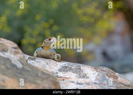 Lucertola hardun grigia (Laudakia stellio) su una roccia nel suo habitat naturale. Foto Stock