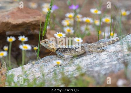 Lucertola hardun grigia (Laudakia stellio) su una roccia nel suo habitat naturale. Margherite bianche nei dintorni. Foto Stock