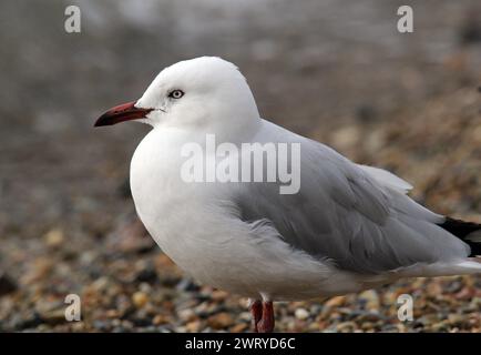 Primo piano ritratto di un gabbiano d'argento su una spiaggia Foto Stock